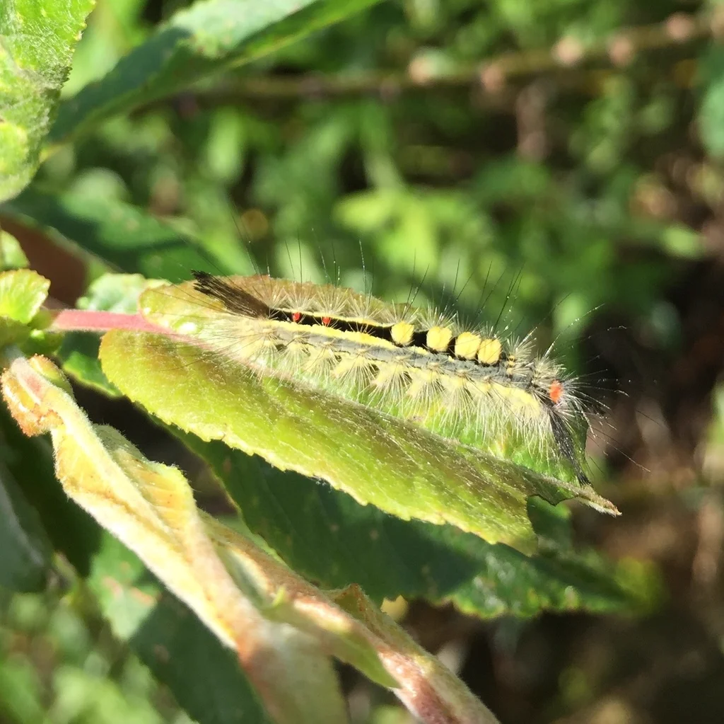 White-marked tussock moth caterpillar feeding on a green leaf in natural habitat