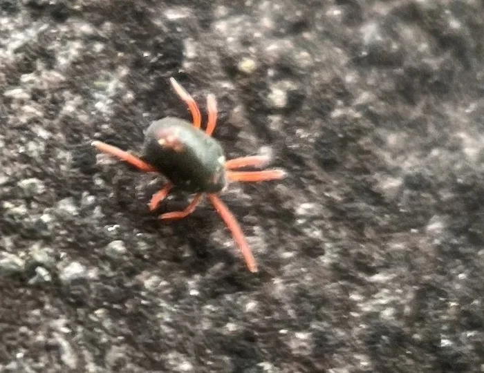 Side view of a winter grain mite on stone showing its glossy dark body and long red-orange legs