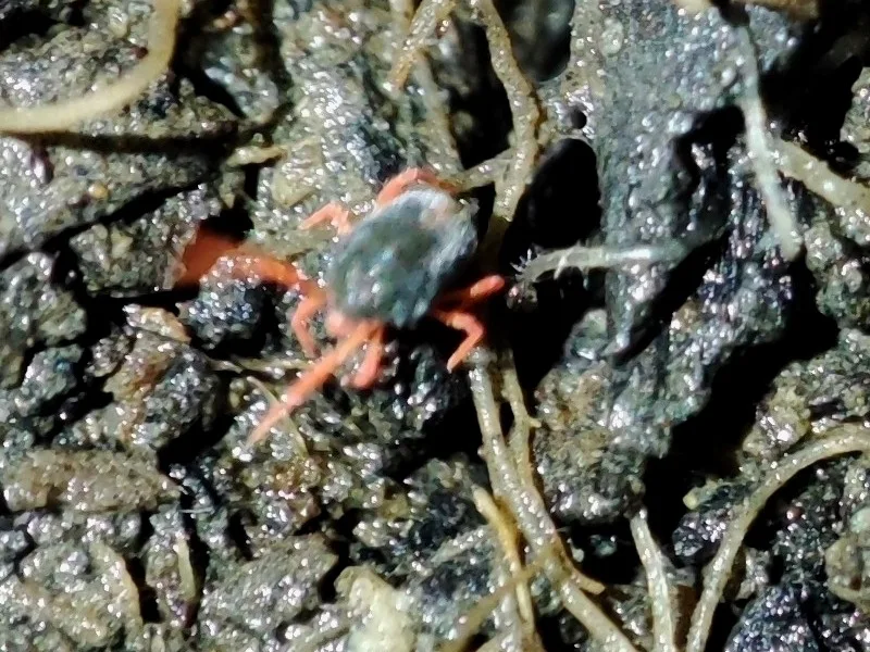 Winter grain mite crawling through damp soil and thatch where it hides during the day