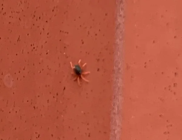 Single winter grain mite on a reddish outdoor surface showing how small it is