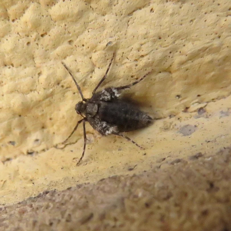 Wingless female winter moth on textured surface showing reduced wing stubs