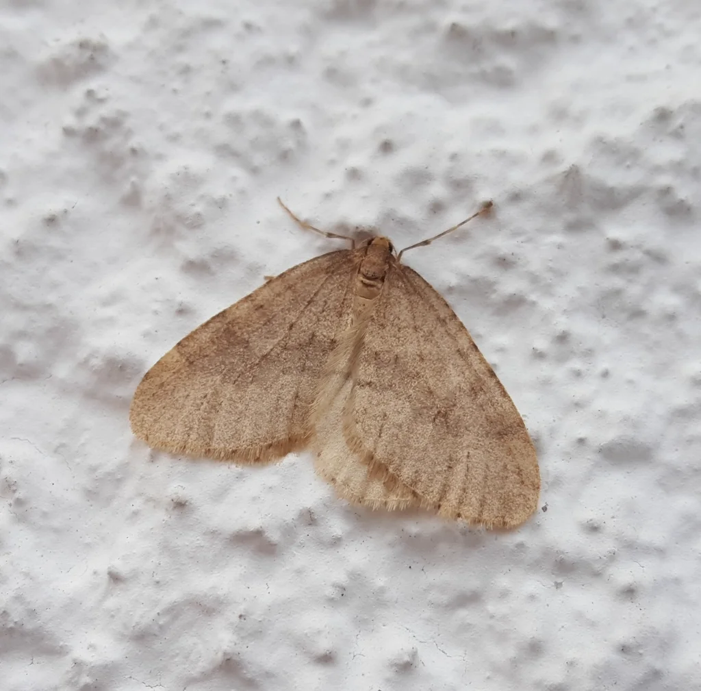 Male winter moth with wings spread displaying tan coloration and subtle wing markings