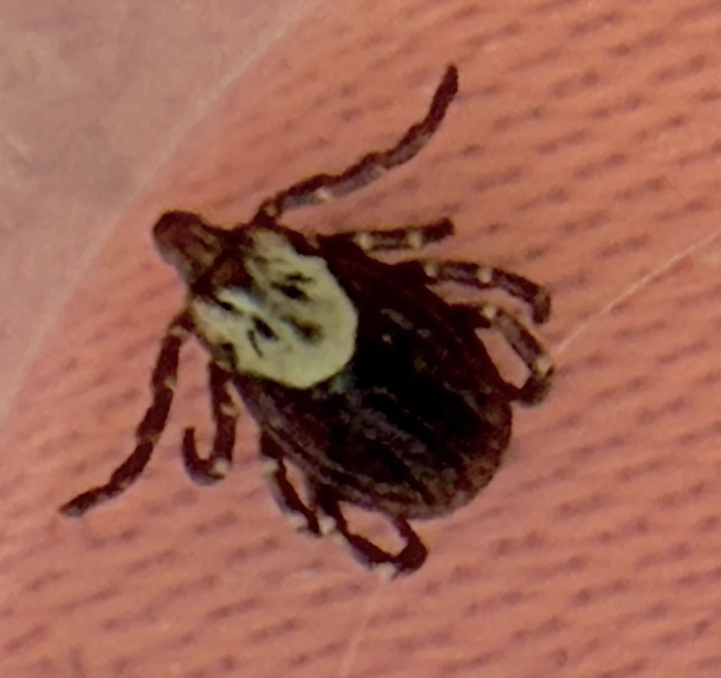 Engorged moose tick showing characteristic oval body shape