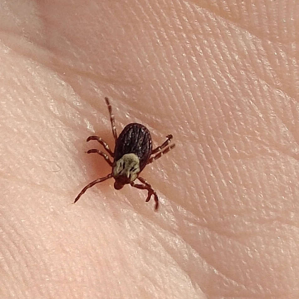 Moose tick next to human finger for size comparison