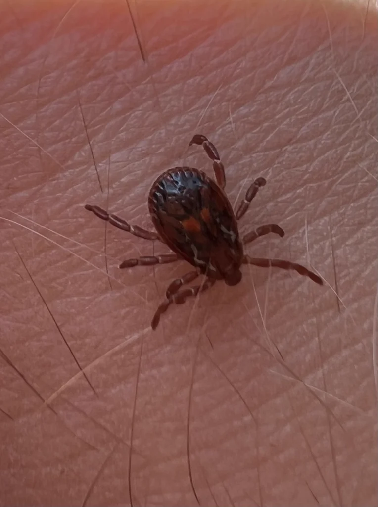 Engorged female moose tick with finger showing scale