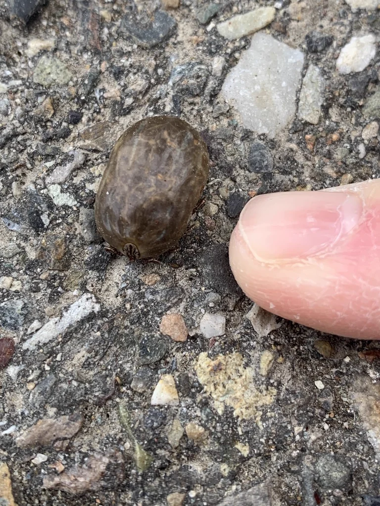 Adult moose tick on gravel showing full body and legs