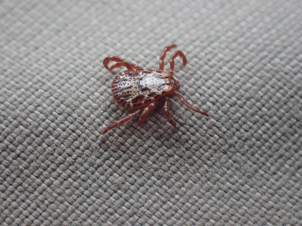 Rocky Mountain wood tick on fabric showing reddish-brown coloration and white dorsal shield