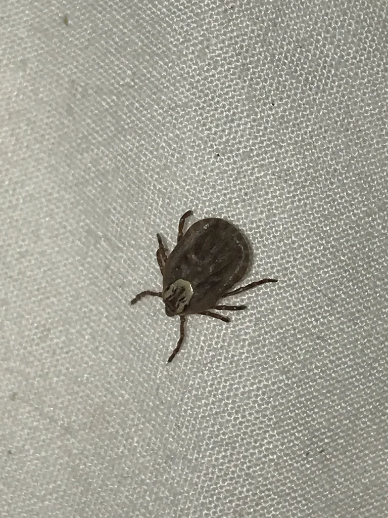 Wood tick displaying characteristic brown body with gray and white markings
