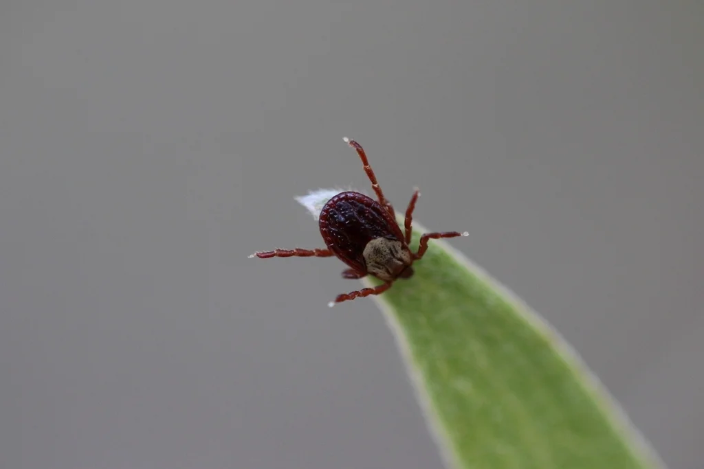 Rocky Mountain wood tick questing on vegetation in natural habitat