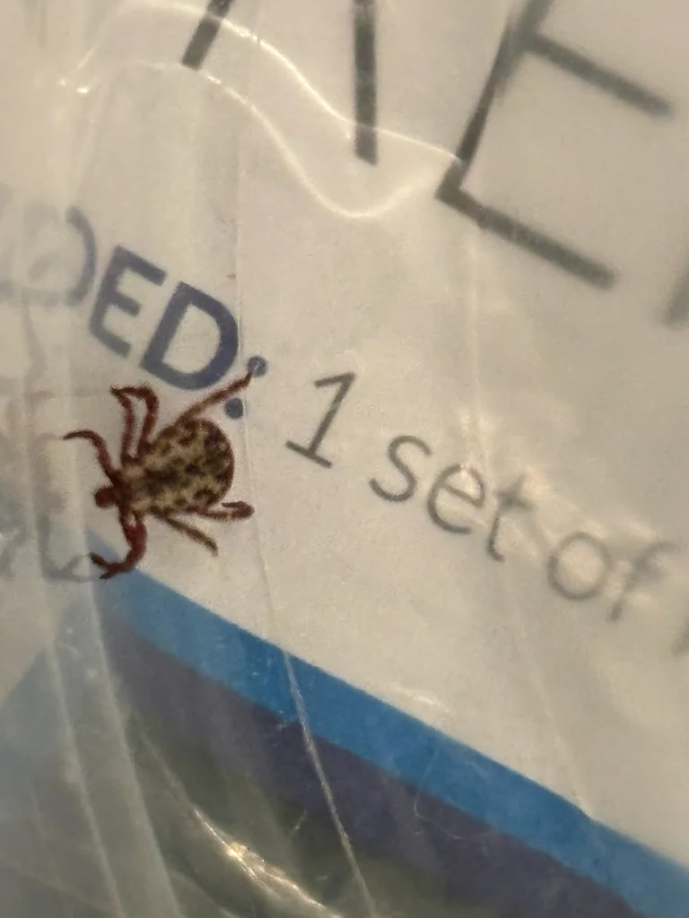 Wood tick in clear container showing size and body pattern for identification