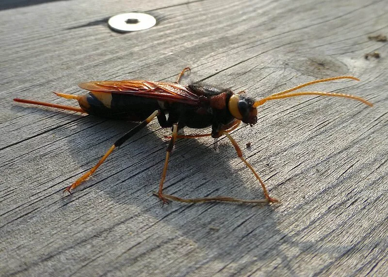 Wood wasp showing long ovipositor used for laying eggs in wood