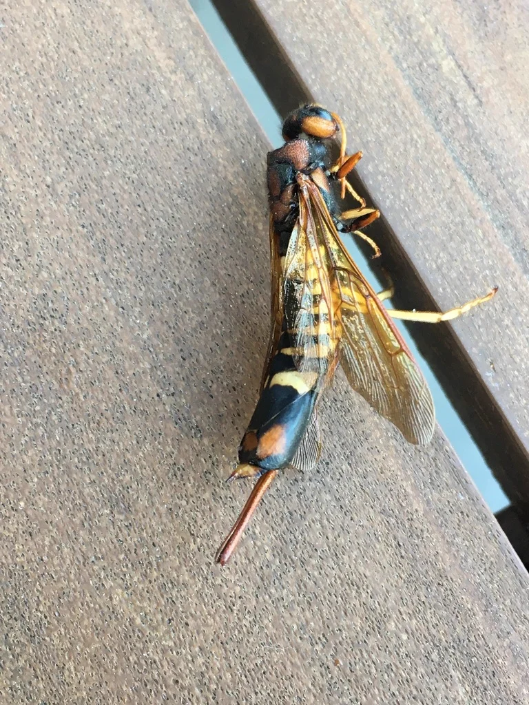 Pigeon tremex wood wasp with blue and orange coloring