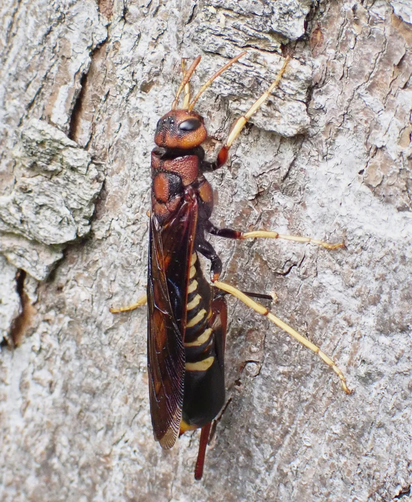Adult wood wasp on tree bark in natural habitat