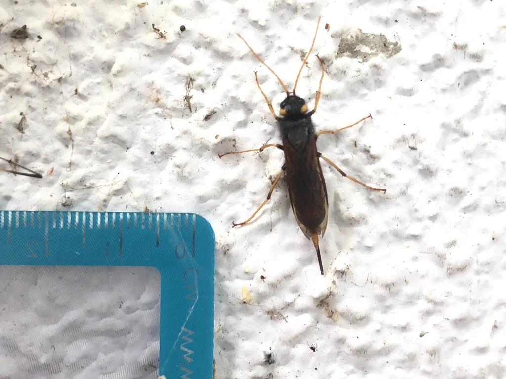 Black wood wasp species with scale reference showing size
