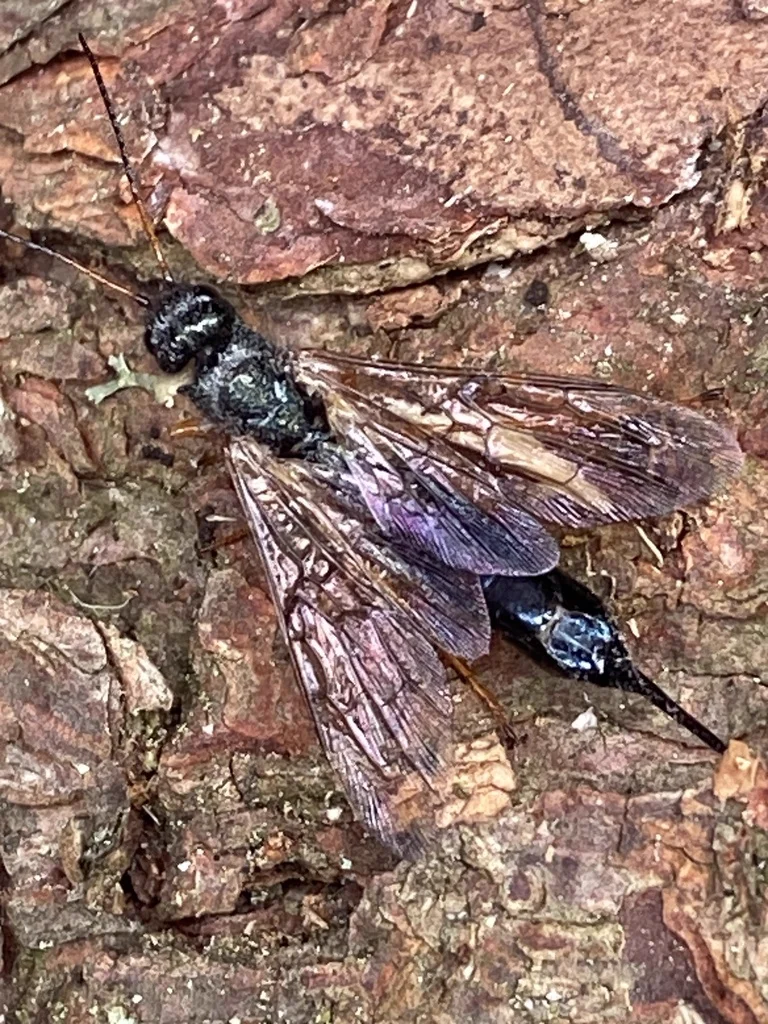 Blue-black wood wasp showing wing detail on tree bark