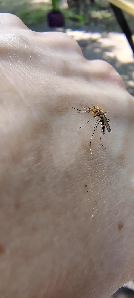 Woodland pool mosquito feeding on human skin
