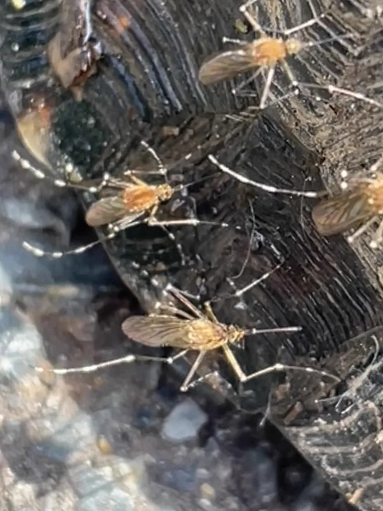 Group of woodland pool mosquitoes showing their characteristic brown coloring and banded legs