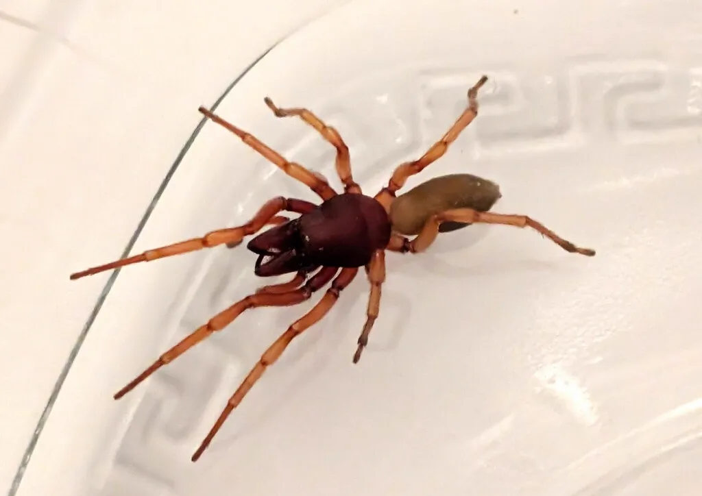 Woodlouse spider on white surface displaying its large chelicerae and six-eye arrangement