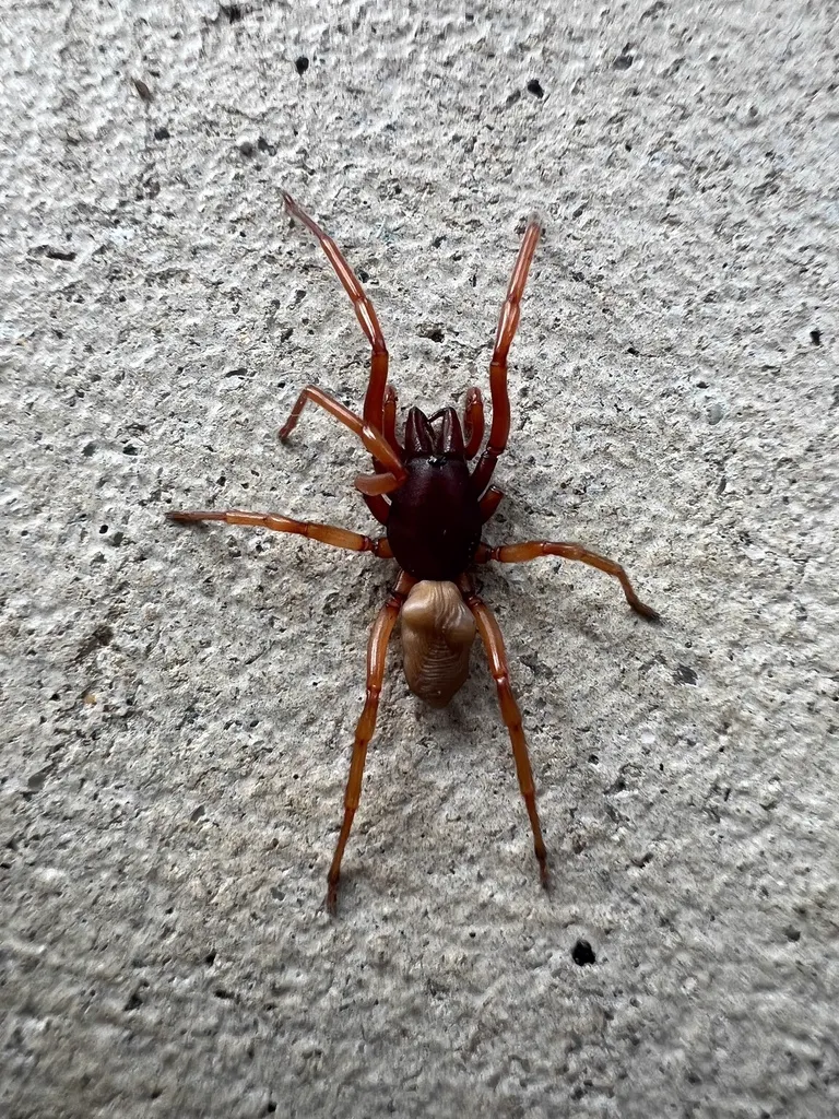 Woodlouse spider on wall surface showing its distinctive reddish-orange coloration and large forward-facing fangs