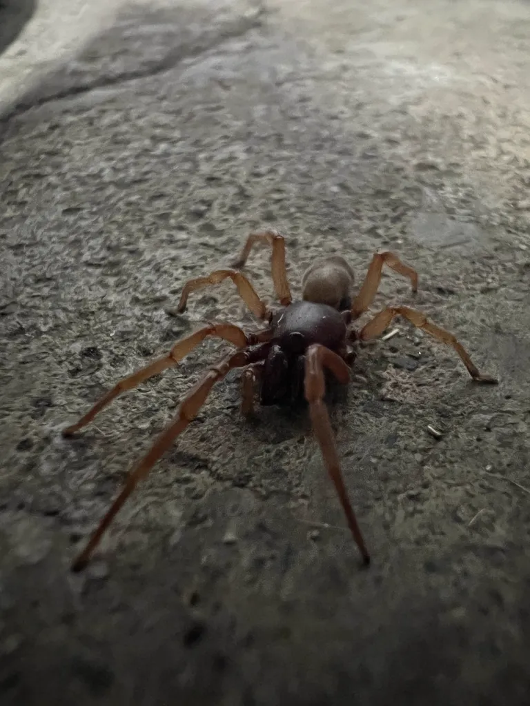 Side view of woodlouse spider on concrete surface showing body shape and leg structure
