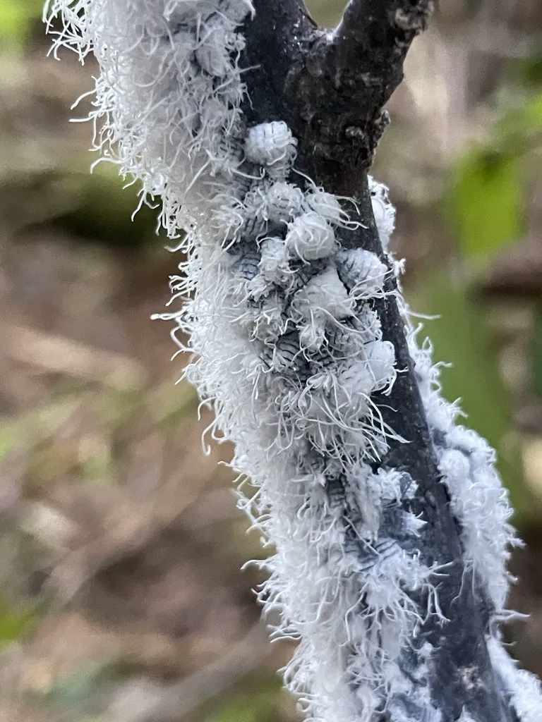 Colony of woolly aphids forming a dense white mass along a tree branch