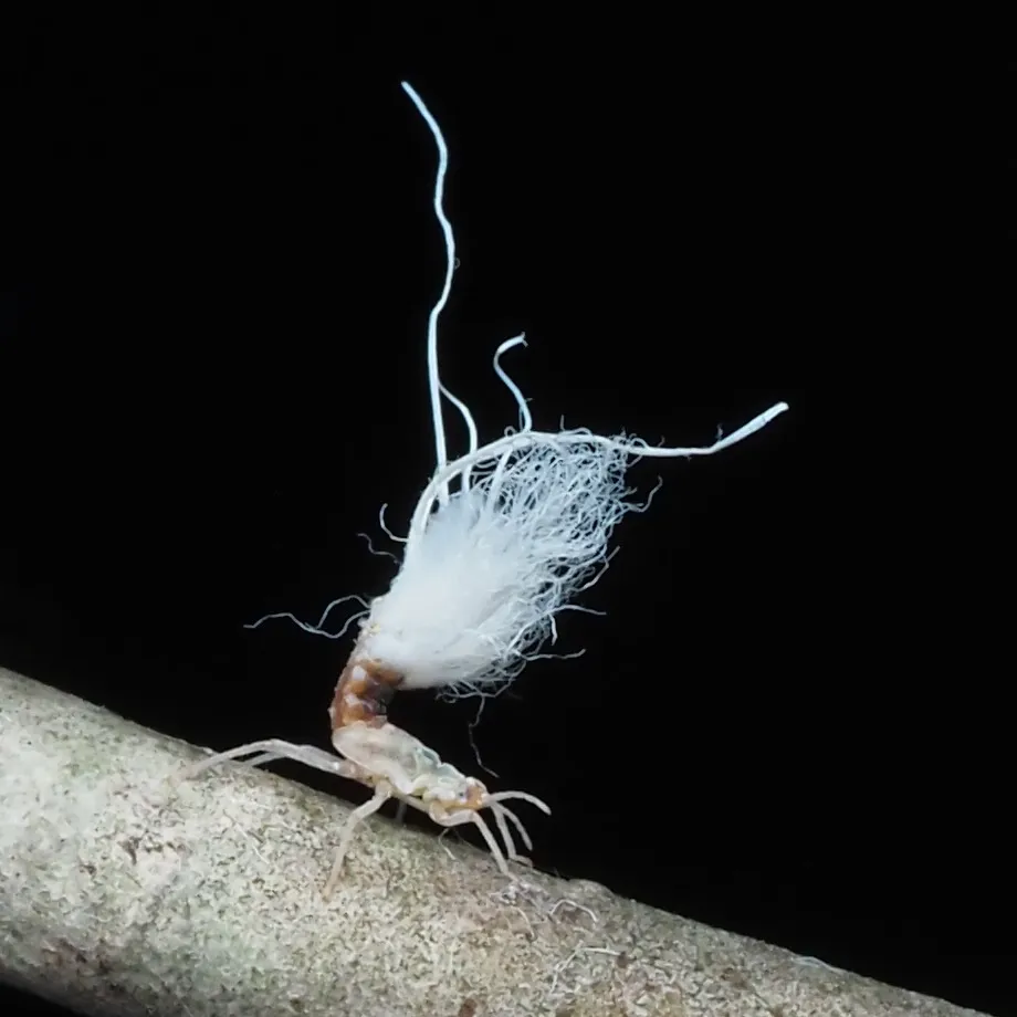 Single woolly aphid nymph showing long white waxy filaments extending from its body