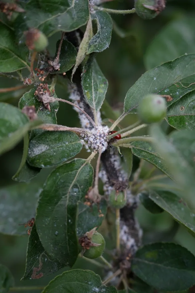 Woolly apple aphid colony on a branch surrounded by green leaves
