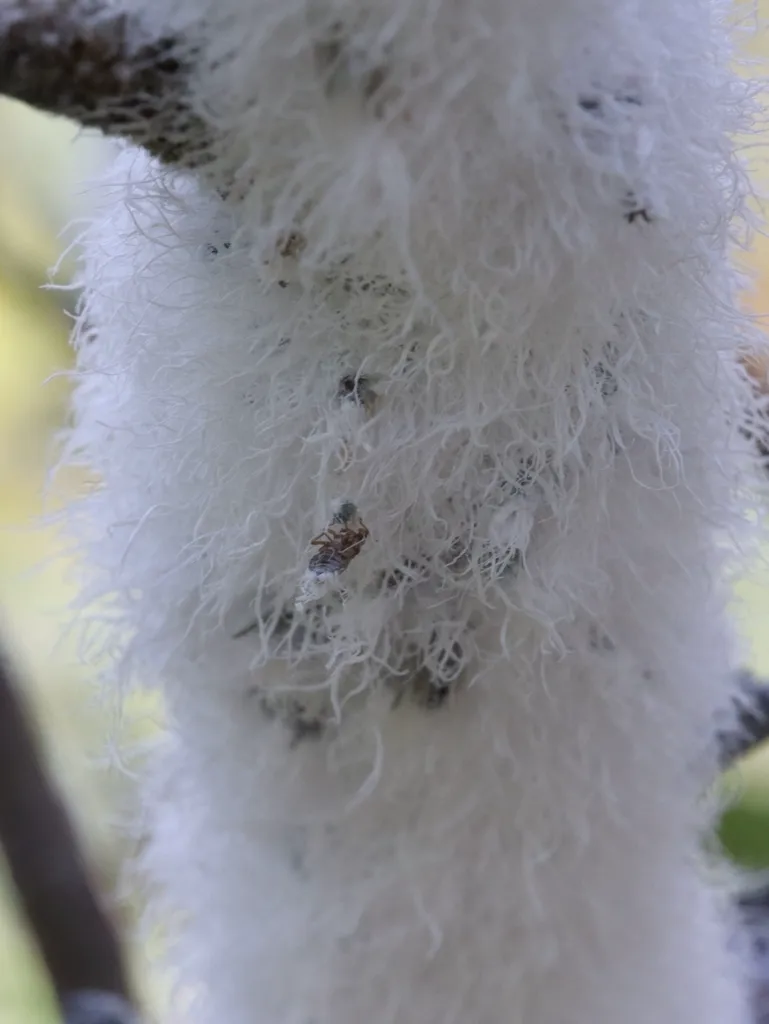 Thick colony of woolly aphids covering tree bark with cotton-like waxy coating