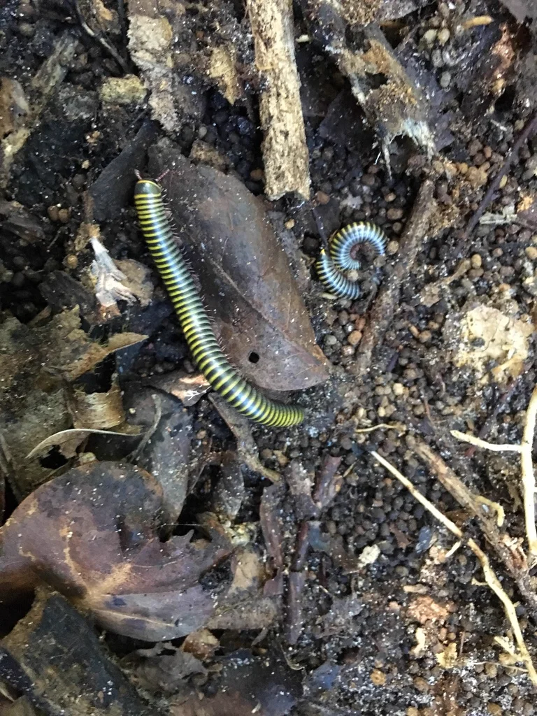 Yellow banded millipede in leaf litter habitat searching for food