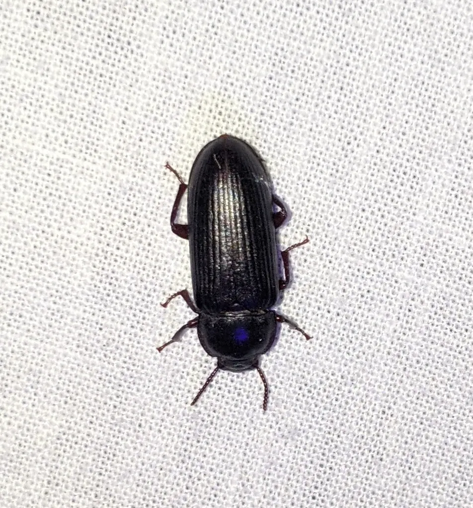 Yellow mealworm beetle viewed from above on white fabric showing its polished dark body and bead-like antennae