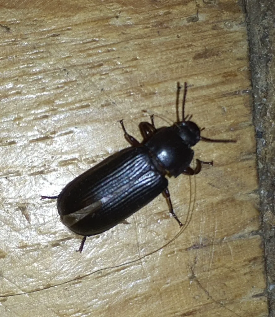 Yellow mealworm beetle on a wooden surface in a natural setting showing its characteristic dark brown shell