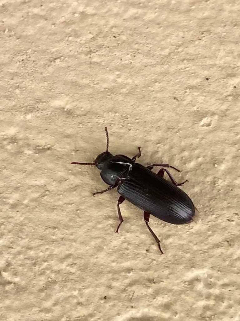 Yellow mealworm beetle on a stucco wall showing all legs and antennae clearly visible
