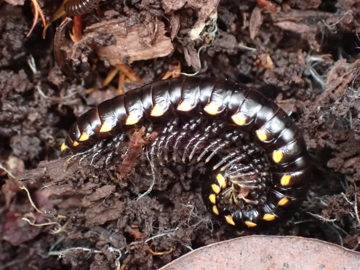 Yellow spotted millipede in curled defensive posture