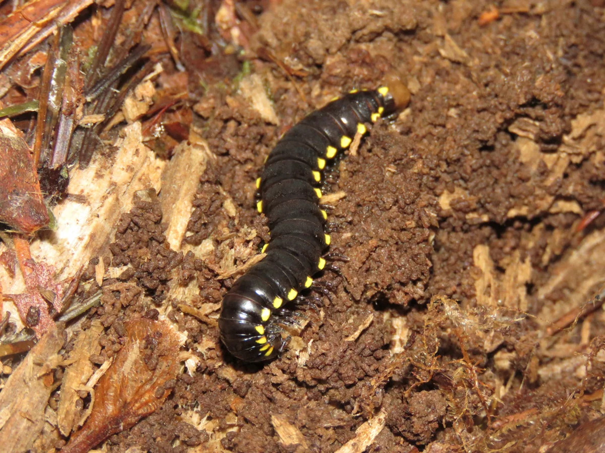 Yellow spotted millipede crawling through leaf litter in its natural forest habitat