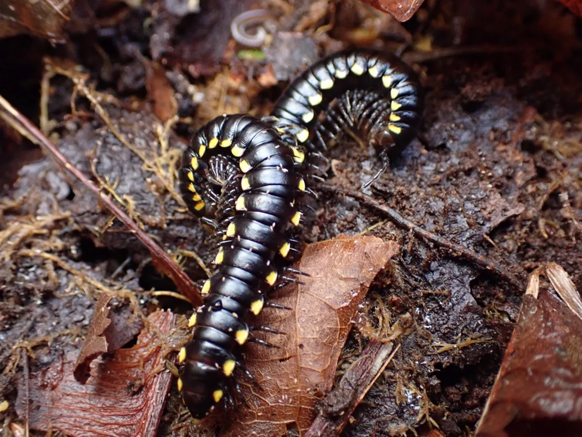 Two yellow spotted millipedes together on decomposing organic matter