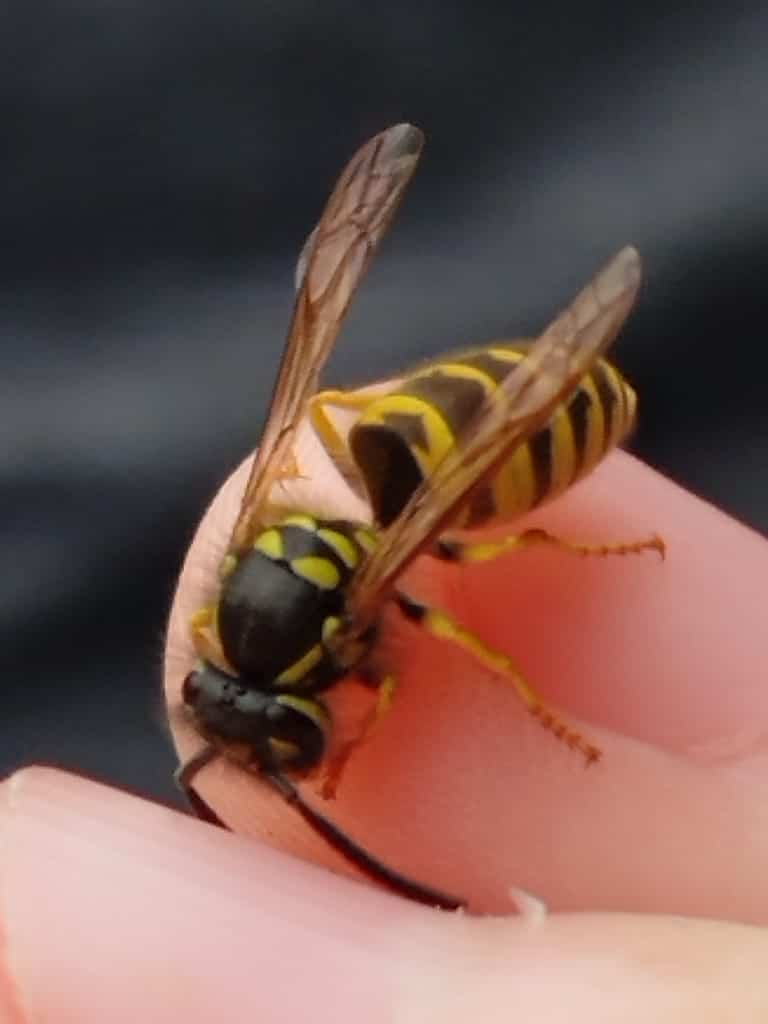 Yellowjackets photo 1