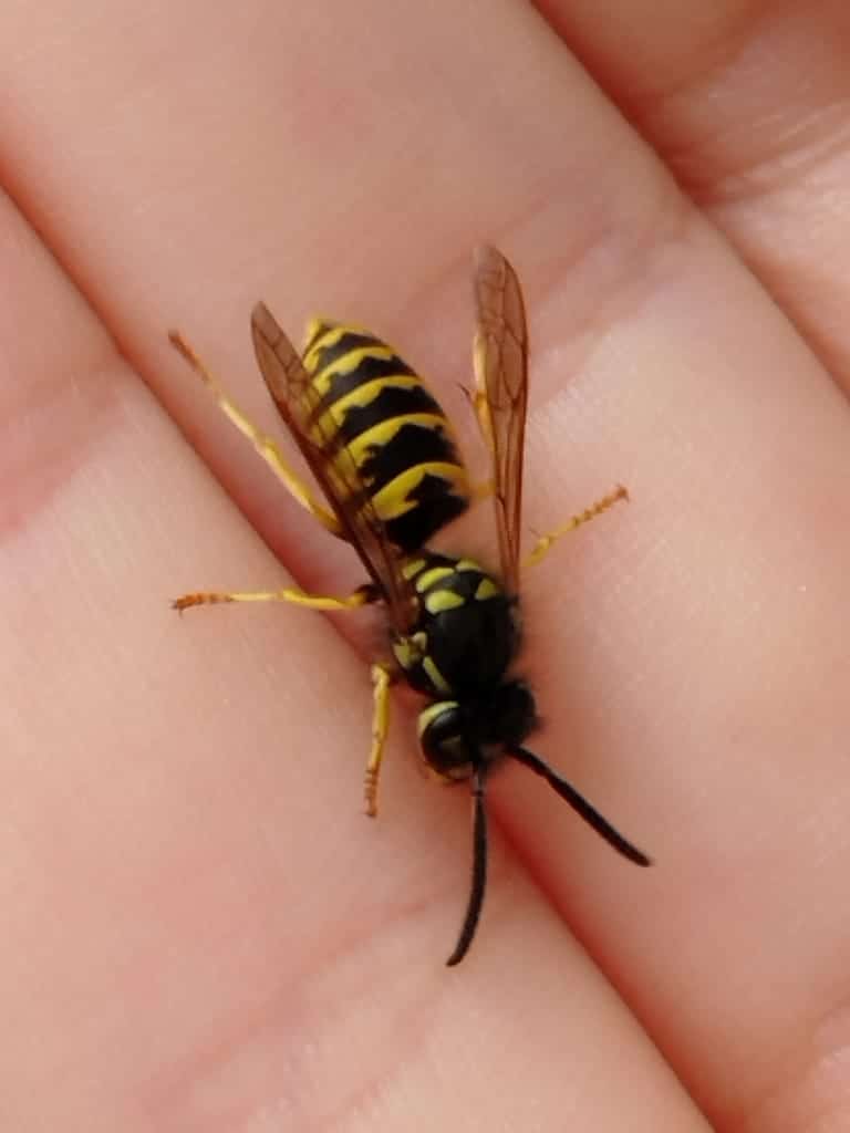 Yellowjackets photo 2