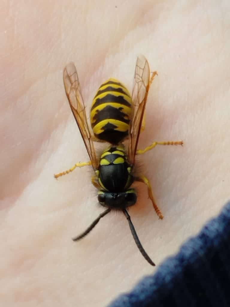 Yellowjackets photo 3