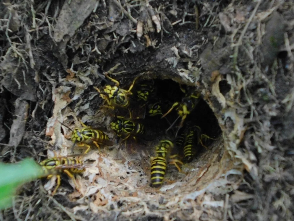 Multiple yellowjackets gathered at a ground nest entrance showing typical underground colony behavior