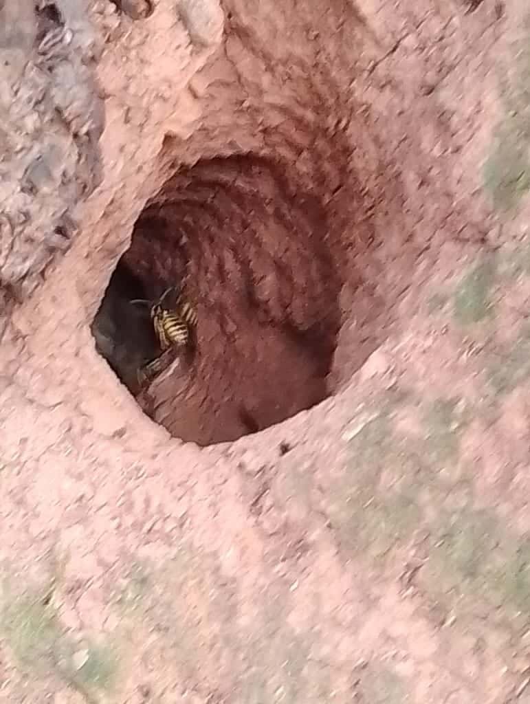 Yellowjackets photo 4