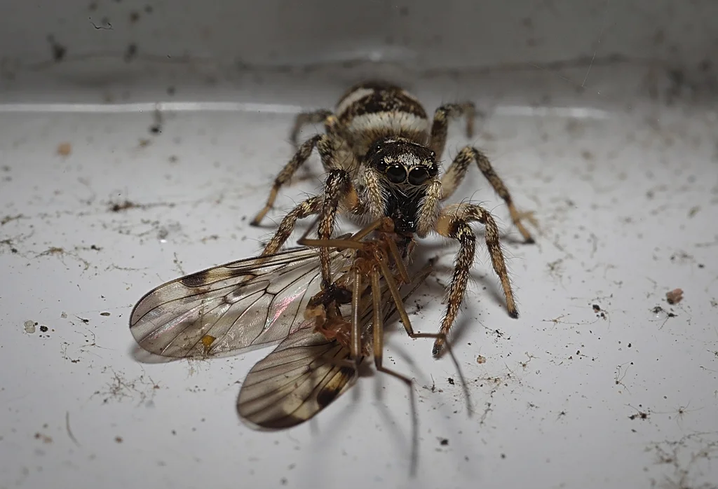 Zebra jumping spider capturing winged insect prey demonstrating active hunting behavior