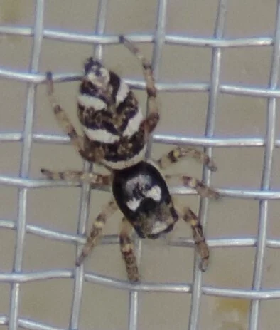 Zebra jumping spider on mesh surface showing full body pattern and striped abdomen markings