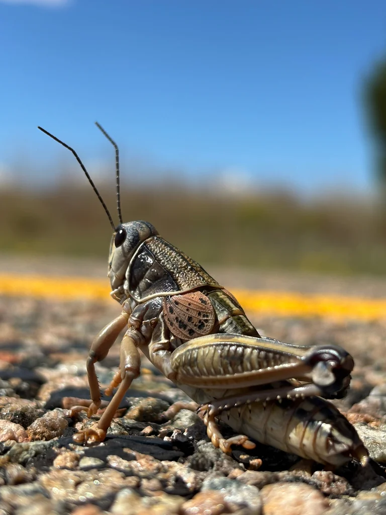 Side profile of a plains lubber grasshopper showing its robust body and distinctive coloring