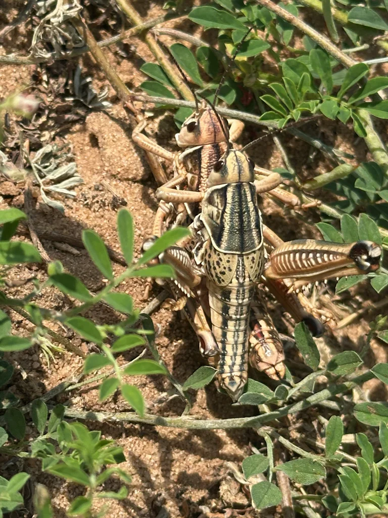 Plains lubber grasshopper in natural prairie habitat among vegetation