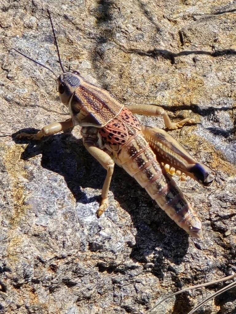 Plains lubber grasshopper side view on rock surface