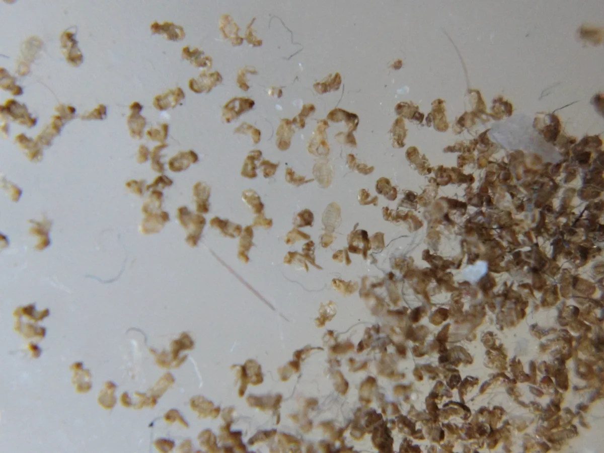 Multiple booklice clustered together showing typical infestation pattern