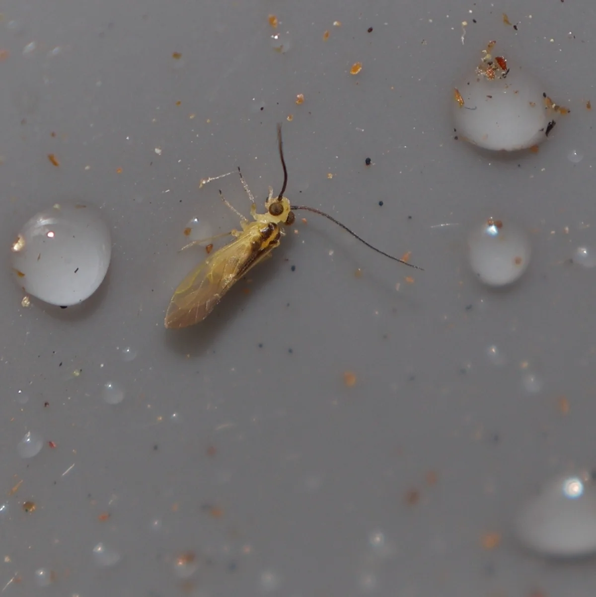 Psocid near water droplets demonstrating their tiny size