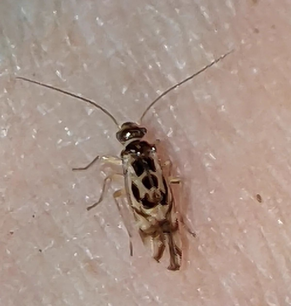 Barklice showing spotted wing pattern typical of outdoor species