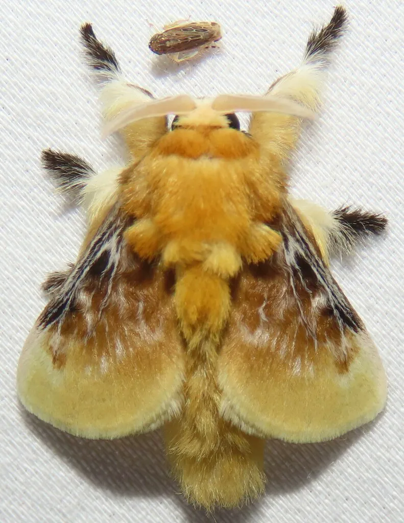 Southern flannel moth with wings spread displaying dense orange fur and dark wing margins