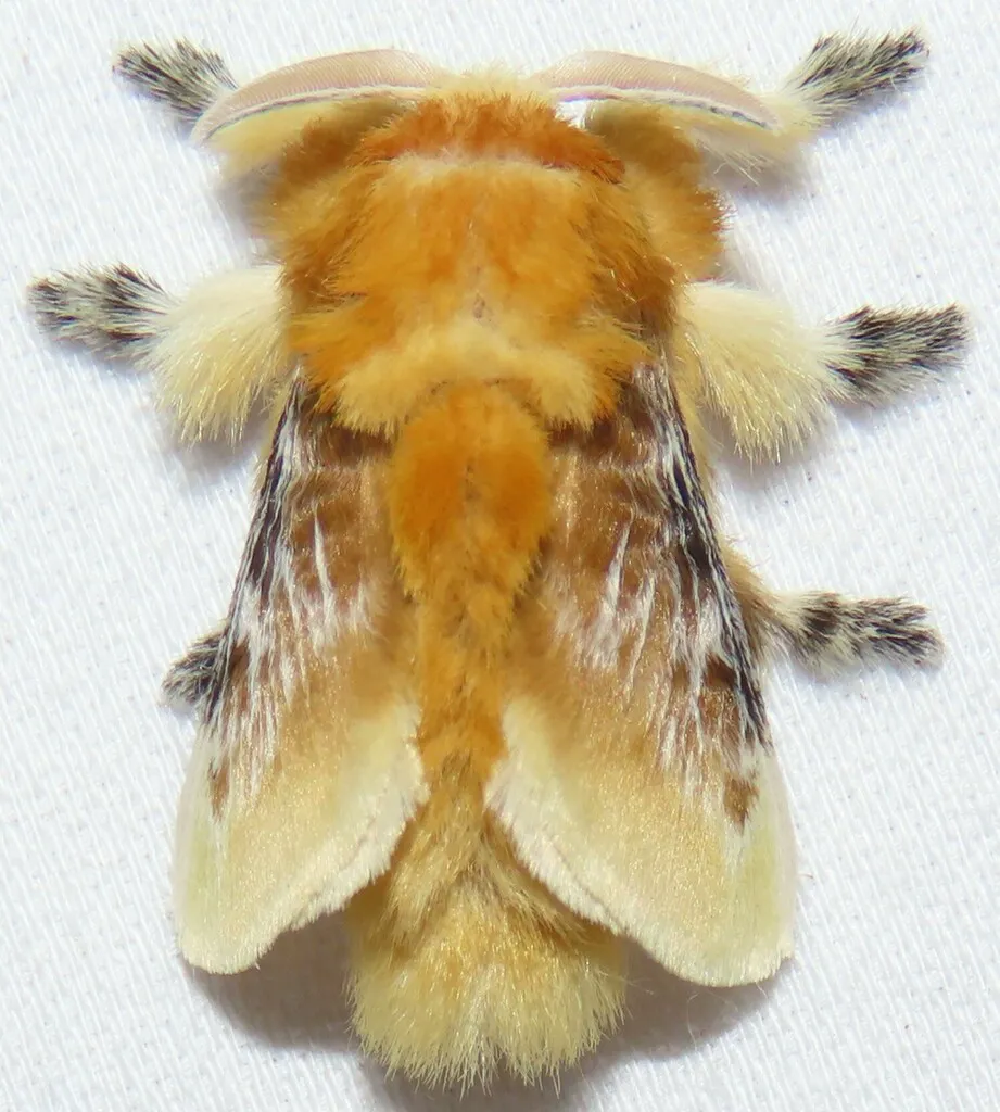 Adult southern flannel moth viewed from above showing golden-orange and brown fuzzy wings